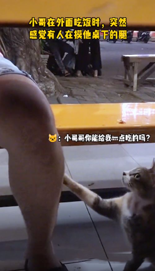 老赵在马路上过夜，遇上流浪猫“和蔼可亲”讨食：能给我许多吃的吗